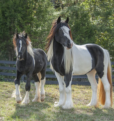 Fototapeta na wymiar Gypsy horse filly and foal