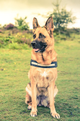 german shepherd dog sitting