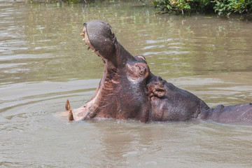 Hippo opening big mouth in the river of Masai Mara Reserve, Kenya, Africa