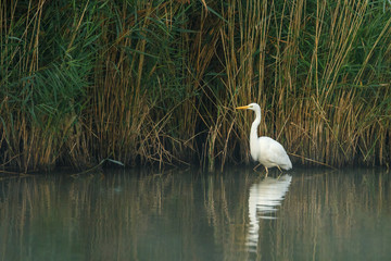 White heron in nature during morning sunset