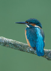 Kingfisher, little blue bird on a twig