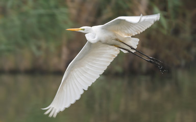 White heron in nature during morning sunset