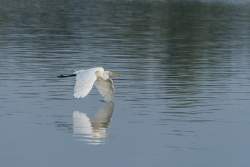 White heron in nature during morning sunset