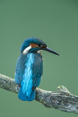 Kingfisher, little blue bird on a twig