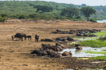 African buffalos (Cape buffalo) (Syncerus caffer), Queen Elizabeth National Park, Uganda