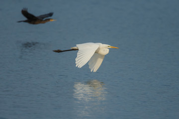 White heron in nature during morning sunset