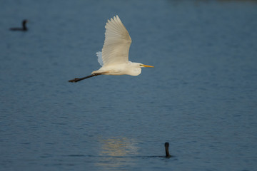 White heron in nature during morning sunset