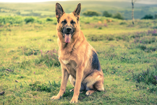 Gsd K9 Security Dog