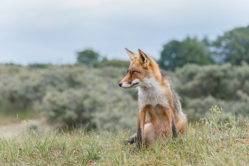 Red fox in nature