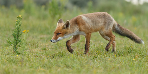 Red fox in nature