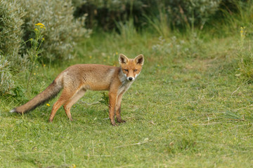 Red fox in nature