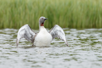 The red-throated loon or red-throated diver (Gavia stellata)

