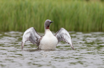 The red-throated loon or red-throated diver (Gavia stellata)

