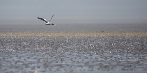 Shelduck, Common Shelduck, Tadorna tadorna
