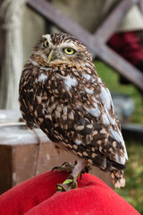 Portrait of Own with Brown Plumage