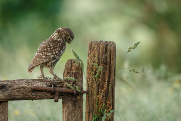 Little owl in last sunlight on a spring day