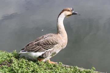 Canard à bosse bronzé