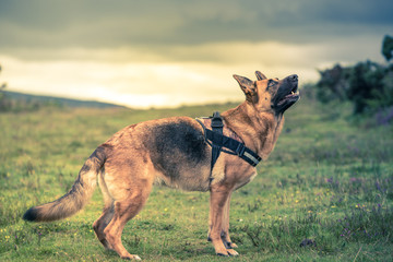 german shepherd dog pose