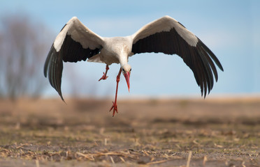 White stork taking off © NickVorobey.com