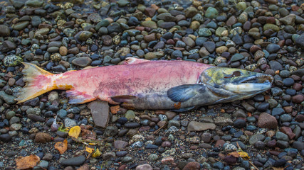 Dead salmon fish on the beach in Alaska