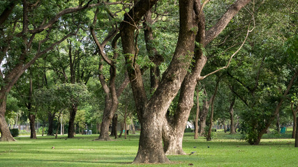 Green park with big trees in Bangkok