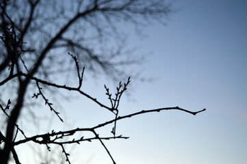 landscape sky through the trees