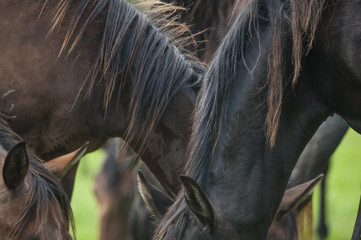 Quarter Horse herd in lush green paddock