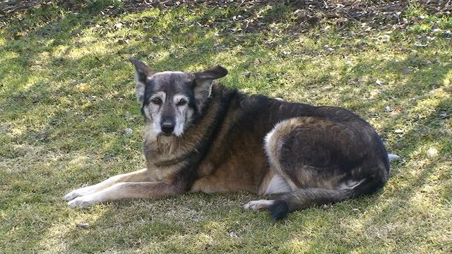 Unser Sch&auml;fer-Labradormischling "Senta" genie&szlig;t die ersten Sonnenstrahlen der Fr&uuml;hlingssonne