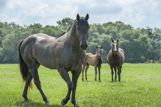 Quarter Horse stallion with mare and foal
