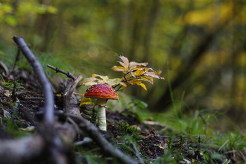 Muchomor czerwony © Jozef