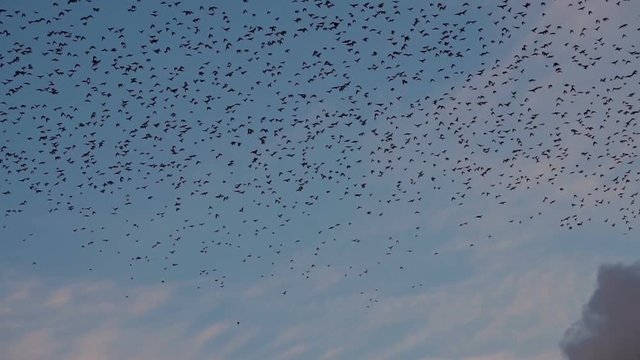 swirl of birds against the sky
