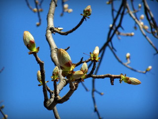  SAMSUNG DIGITAL CAMERA