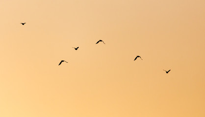 Fototapeta premium a flock of birds at sunset