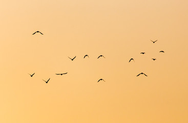a flock of birds at sunset