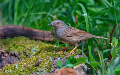 Dunnock standing on a mossy trunk
