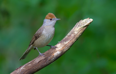 Eurasian blackcap perched on a dry branch