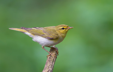 Wood Warbler simple posing