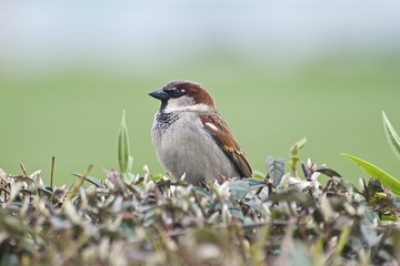 Sparrow in hedgerow