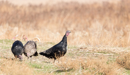 turkey on a farm