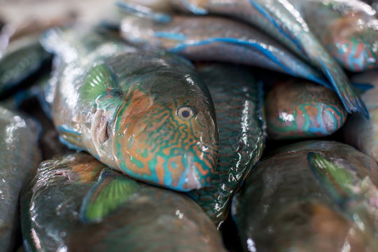 Parrotfish (Scaridae) an important herbivore in the coral reef ecosystem, for sale in Kudat fish market, Sabah, Malaysian Borneo, Malaysia 