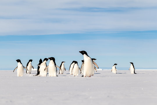 Group of crazy Adelie penguins