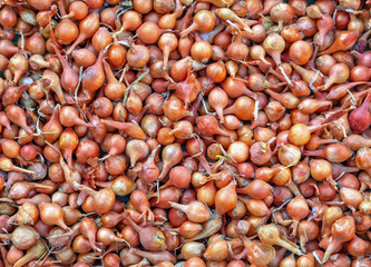 Colorful onion background