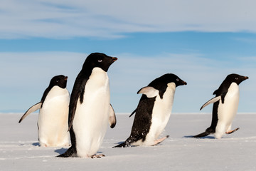 Running Adelie penguins