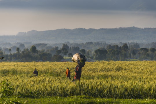 Men walking through a wheat field in the Virunga National Park, Rwanda