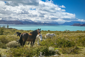 Feeding wild horses