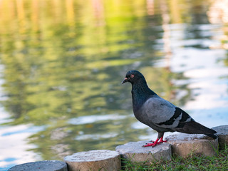 close up of pigeons bird standing