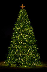Christmas Tree in Park 1