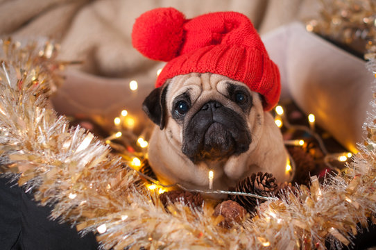 Pug items cheap for christmas