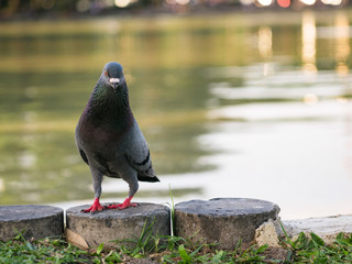 close up of pigeons bird standing