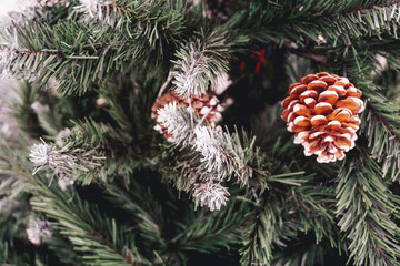 Winter background with snow-covered pine branches and cones